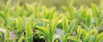 廣西西林京桂古道茶業(yè)公司怎么樣？是國企嗎？和廣西農(nóng)墾集團啥關系？